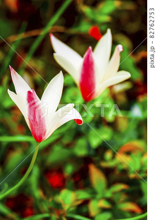 2輪の原種チューリップ 2輪の原種チューリップ 82762753