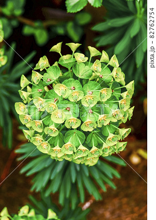 ユニークなユーフォルビア・カラキアスの花アップ ユニークなユーフォルビア・カラキアスの花アップ 82762754