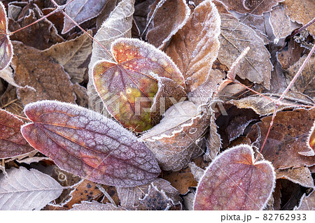 放射冷却で霜のついた落葉（恩原高原） 82762933