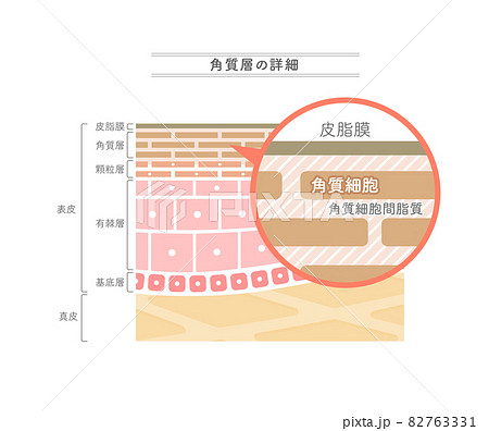 Illustration Showing The Structure Of The Stock Illustration