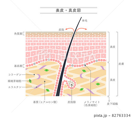 表皮 真皮構造を示すイラスト 日本語表記 のイラスト素材