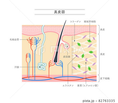 真皮の構造を示すイラスト。日本語表記。 82763335