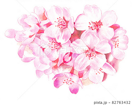 水彩画 桜の花のイラスト素材