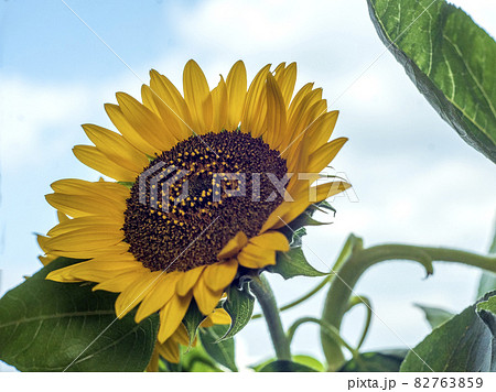 窓際に置いた向日葵を晴れた秋空をバックに接写する 82763859