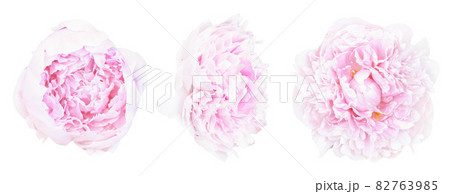 Set of beautiful light pink peony flowers blossom isolated on white background. Shallow depth. Soft pastel toned. Floral springtime. Copy space Set of beautiful light pink peony flowers blossom isolated on white background. Shallow depth. Soft pastel toned. Floral springtime. Copy space 82763985