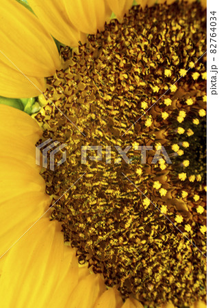 ひまわりの管状花と舌状花のクローズアップ 82764034