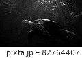 月夜の明かりに照らされるウミガメ 82764407