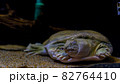 眠るスッポン 82764410