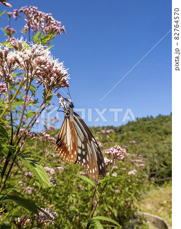 フジバカマの花に来たオスのアサギマダラ フジバカマの花に来たオスのアサギマダラ 82764570