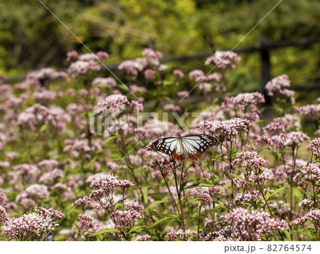 フジバカマの花に来たアサギマダラ フジバカマの花に来たアサギマダラ 82764574