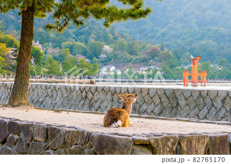 Deer and Red Torii in Miyajima 82765170