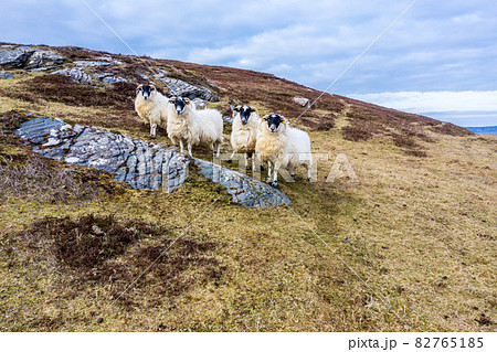 Sheep at the coastline at Dawros in County Donegal - Ireland 82765185