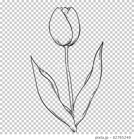 チューリップのペン画カットイラスト 82765249