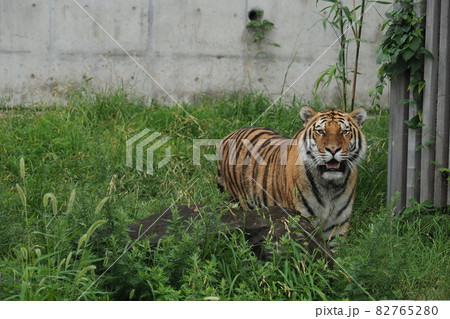 動物園のとら 動物園のとら 82765280