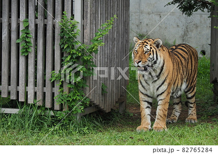 動物園のトラ 82765284
