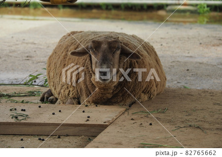 動物園の羊 動物園の羊 82765662