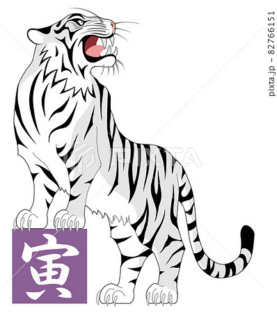 トラ 虎 寅 ホワイトタイガー 白背景のイラスト素材 [82766151] - PIXTA