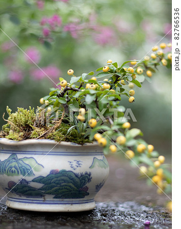 ピラカンサスの盆栽 82766536