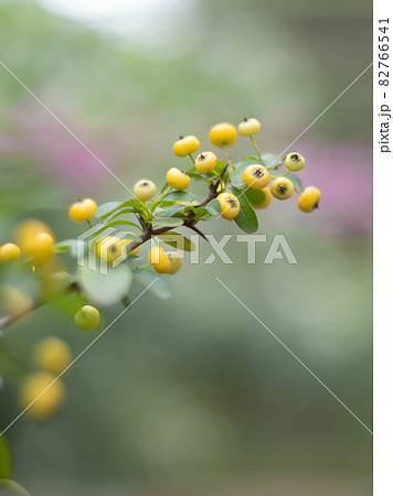 ピラカンサスの盆栽 82766541