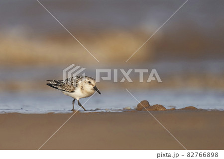 Sanderling Sanderling 82766898