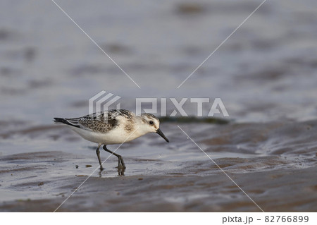 Sanderling Sanderling 82766899