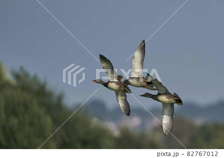 Ducks in flight Ducks in flight 82767012