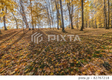 View of the city park at autumn morning. 82767218