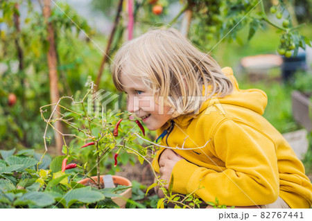Boy and chili peppers in vegetable garden. Homeschooling, natural education of children, unschooling 82767441