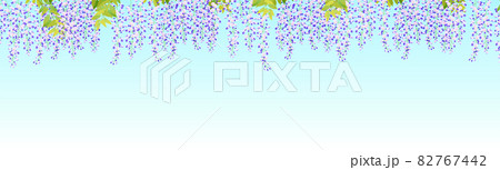 青空のもとに咲く満開の藤の花 青空のもとに咲く満開の藤の花 82767442