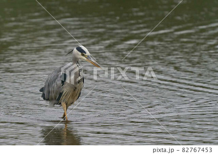 Grey Heron hunting 82767453