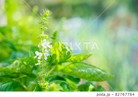 バジルの花 バジルの花 82767764