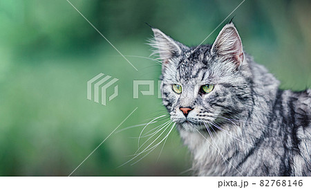 Close up view of Maine Coon cat on nature green background with copy-space Close up view of Maine Coon cat on nature green background with copy-space 82768146