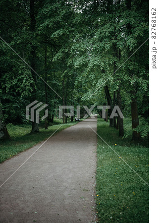 Desert empty alley in a deciduous forest 82768162
