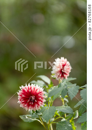 赤いダリアの花のクローズアップとコピースペース 赤いダリアの花のクローズアップとコピースペース 82768168