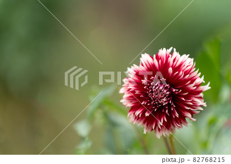 赤いダリアの花のクローズアップとコピースペース 赤いダリアの花のクローズアップとコピースペース 82768215