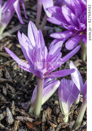 Colchicum autumnale 'Waterlily' 82768492