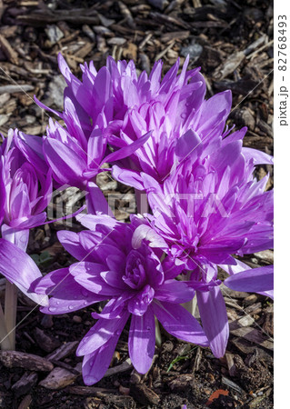 Colchicum autumnale 'Waterlily' 82768493