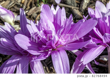 Colchicum autumnale 'Waterlily' 82768494