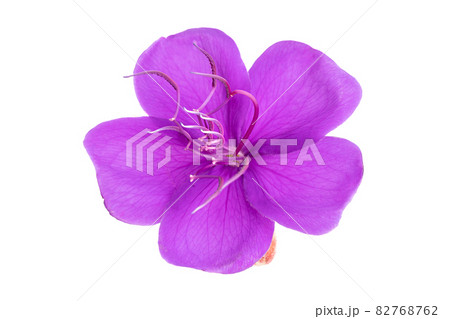 Tibouchina purple flower isolated in white background. Tibouchina urvilleana Tibouchina purple flower isolated in white background. Tibouchina urvilleana 82768762
