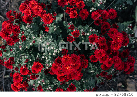 The surface of the amaranth-colored chrysanthemum. Wallpaper. Red color 82768810