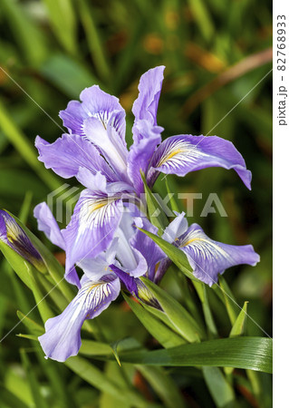 Iris douglasiana Iris douglasiana 82768933