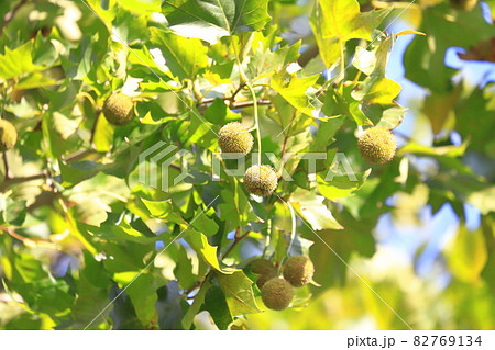 鈴懸(スズカケ)の木と実 鈴懸(スズカケ)の木と実 82769134