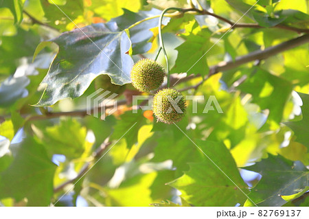 鈴懸（スズカケ）の木と実 82769137