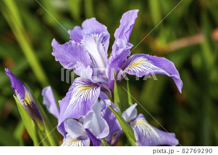 Iris douglasiana Iris douglasiana 82769290