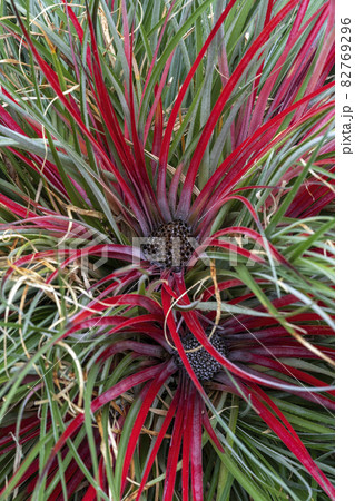 Fascicularia bicolor Fascicularia bicolor 82769296