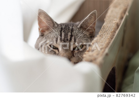 眩しそうな顔 サバトラ猫 眩しそうな顔 サバトラ猫 82769342