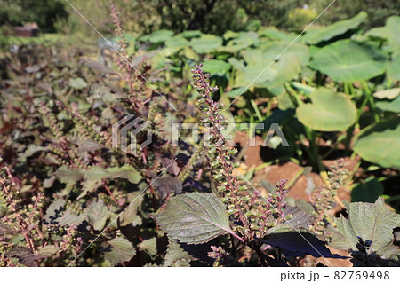 しその実　紫蘇　 82769498