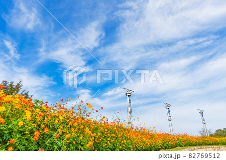 愛・地球博記念公園、満開のキバナコスモス〈愛知県長久手市〉 82769512
