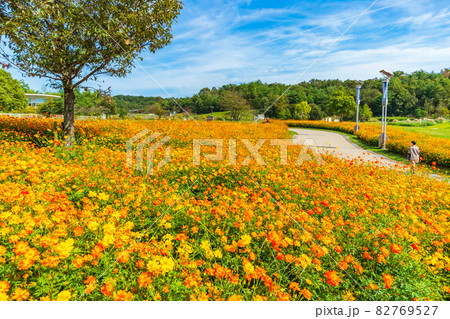 愛・地球博記念公園、満開のキバナコスモス〈愛知県長久手市〉 82769527