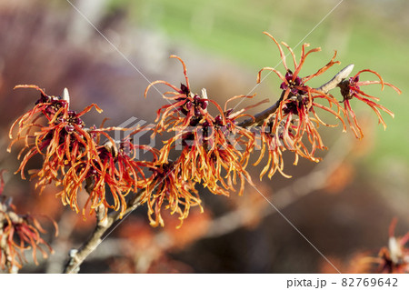 Witch Hazel (Hamamelis) Witch Hazel (Hamamelis) 82769642